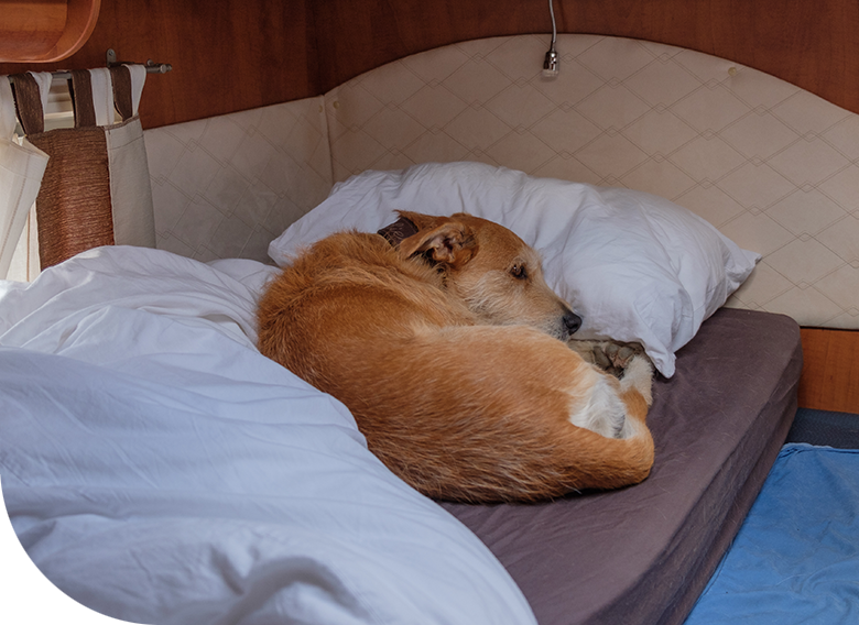 Dog laying in bed