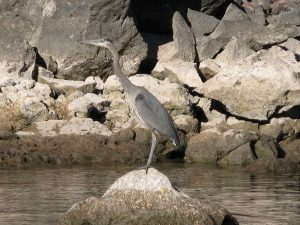 Wildlife at Willow Beach
